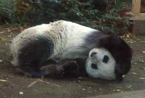 (2)Zoo opens public viewing of Mexican panda