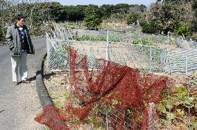 People cornered by wild boars on tiny Japanese island