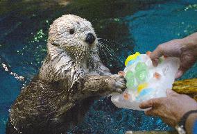 Birthday cake for sea otter at Osaka aquarium