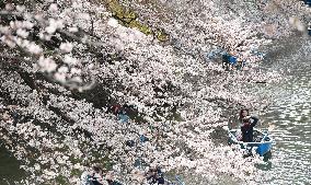 Cherry blossoms burst into bloom across Tokyo, 2 days later than 2016