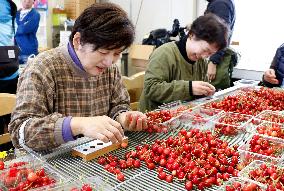 Cherries prepared for shipment to year's 1st auctions