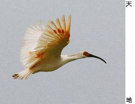 10 artificially bred crested ibises released into wild in Japan
