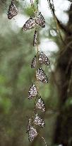 Ryukyu butterfly wintering in group in Amami-Oshima Island