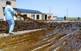 Kelp from waters off northern islet laid out for drying in Nemuro