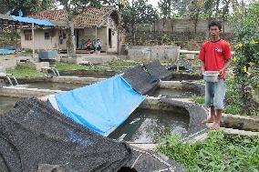 Eel aquaculture expanding in Indonesia