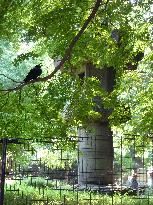 Giant stone lantern stands at Tokyo's Ueno Park