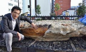 Museum discovers rock with one of Japan's largest whale fossils