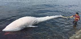 Dead whale washed ashore in southwestern Japan