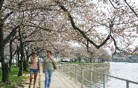 Cherry blossoms at Tidal Basin in Washington, D.C.