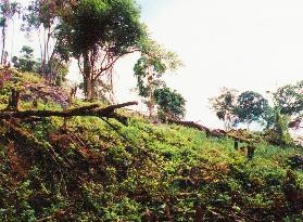 UNEP reports more damage to woods globally