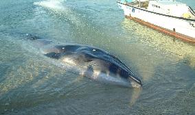 Beached whale rescued in Ehime Pref.