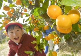 Fruit picking in Fukushima