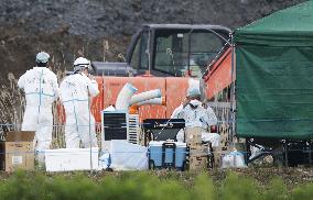 Hog cholera infection in Japan