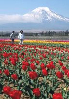 Tulips and Mt. Fuji