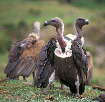 BirdLife Asia to launch campaign for vulture conservation