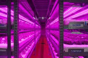LED-powered lettuce farm in Fukushima faces high electricity bills