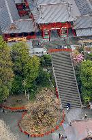 Ginkgo tree at Tsurugaoka Hachimangu falls down