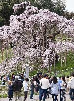 Cherry blossom viewing in Fukushima town