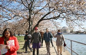 Cherry blossoms bloom in Washington