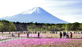 Moss pink flowers in bloom at central Japan