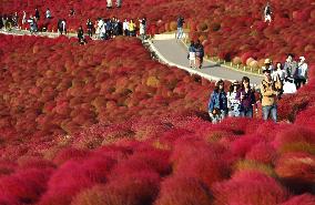 Tourists walk through "kochia" red carpet