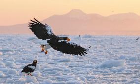 Steller's sea eagles in Hokkaido
