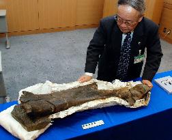 Fossil thigh of herbivorous dinosaur found in Fukui