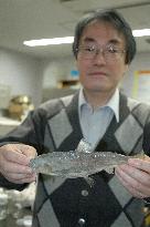 Salmon species 'kunimasu' rediscovered