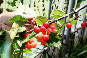 Cherries ripe for picking in Yamagata, northwestern Japan