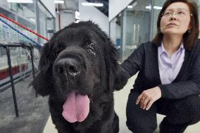 Saved Tibetan mastiff shown at Beijing veterinary hospital