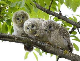 Young owls stay on tree branch in northern Japan forest