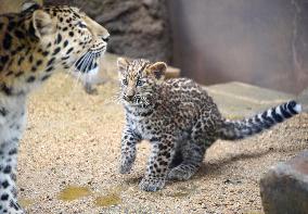 Baby leopard unveiled at Kobe zoo