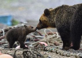 Co-existing with bears at Japan World Heritage site Shiretoko