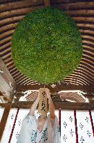 Shrine raises ornament ball of cedar leaves ahead of "sake" festival