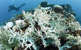Coral bleaching developing at Japan's largest coral reef