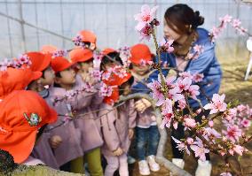 Greenhouse peach flowers bloom in central Japan