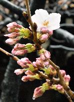 Cherry blossom blooms in central Tokyo