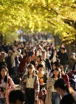 Ginkgoes in autumn color in Tokyo