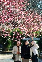 Plum blossom at Kairakuen plum park in Mito, Ibaraki Pref.