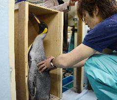 Penguins transferred