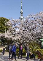 Tokyo cherry blossoms in full bloom