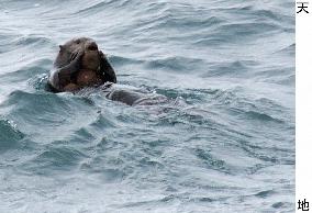 Sea otters popular with visitors but headache for fishermen