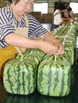 Shipments of square watermelons begin in Kagawa Pref.
