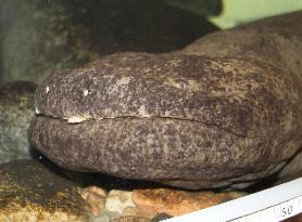 Japan's biggest giant salamander dies