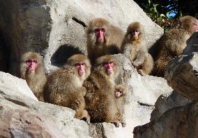 Snow monkeys, nationally protected species, exhibited at Tokyo zo
