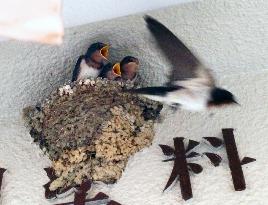 Swallows find 'urban' home in Osaka