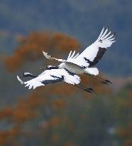 Red-crowned cranes in Hokkaido