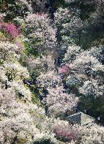 Tourists enjoy Japanese plum blossoms in full bloom in Tokyo