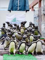 Magellanic penguins move to aquarium near Tokyo