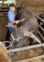 Beef cattle shipment resumed in Miyagi